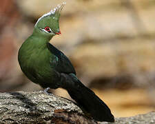 Livingstone's Turaco