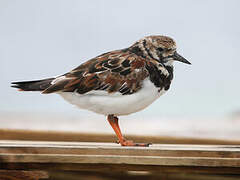 Ruddy Turnstone