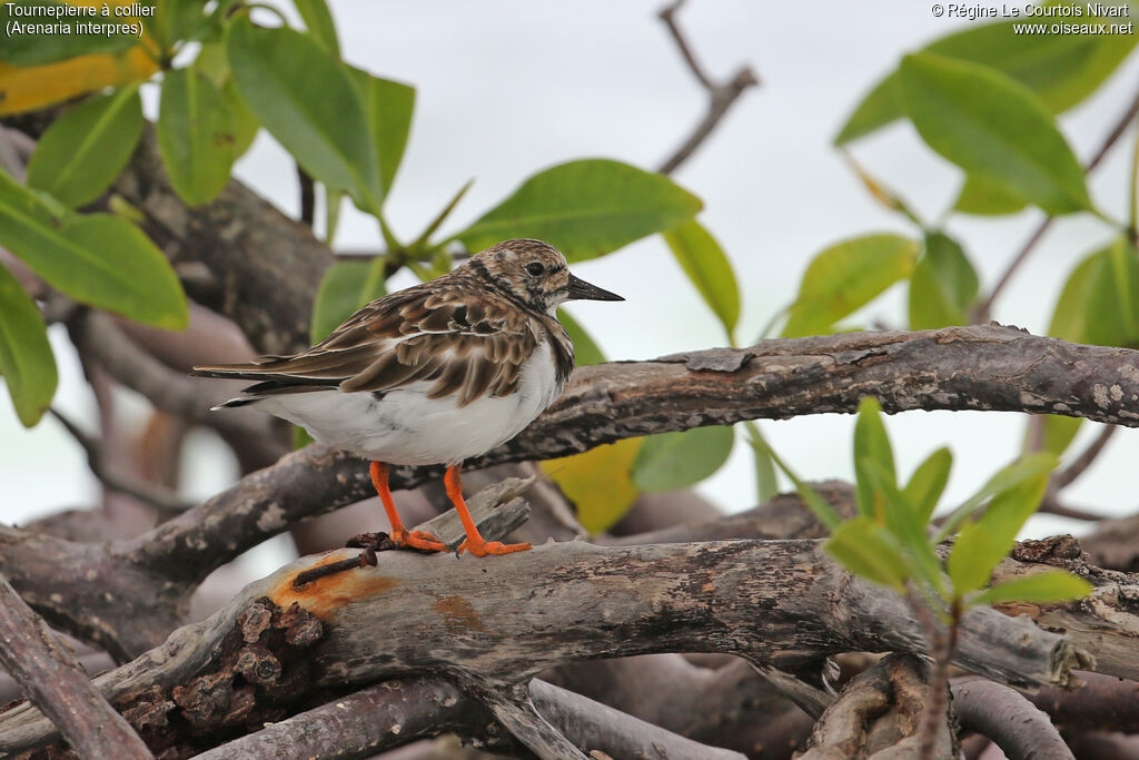 Ruddy Turnstone