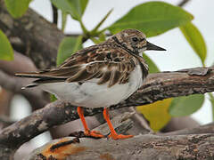 Ruddy Turnstone