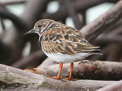 Ruddy Turnstone