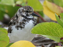 Ruddy Turnstone