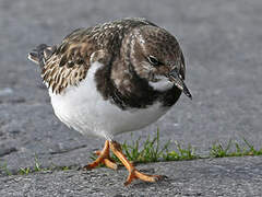 Ruddy Turnstone