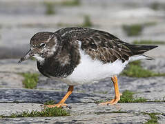 Ruddy Turnstone