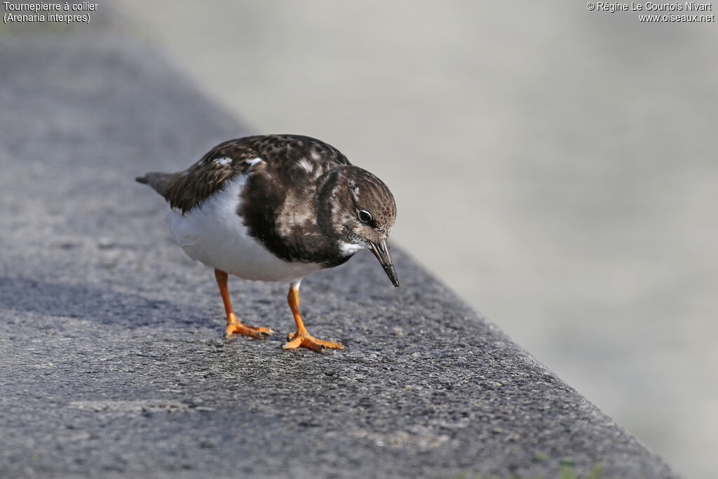 Ruddy Turnstone