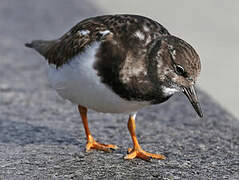 Ruddy Turnstone