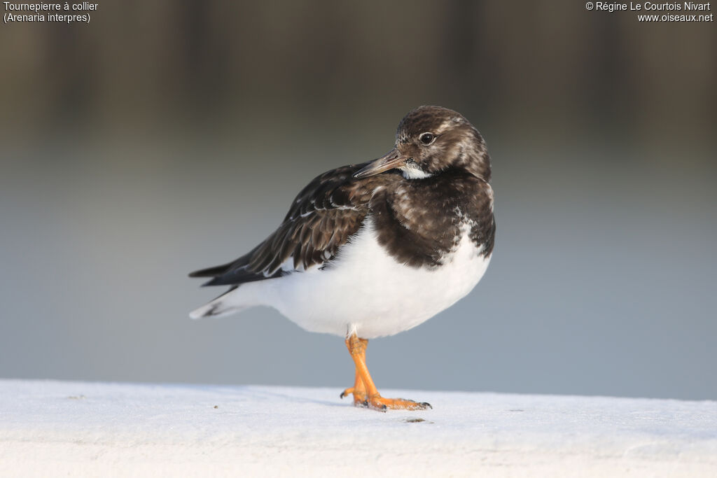 Ruddy Turnstone