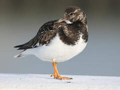 Ruddy Turnstone