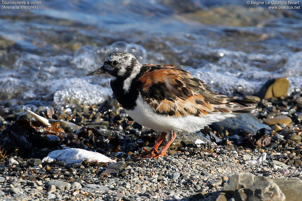 Ruddy Turnstone