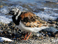 Ruddy Turnstone