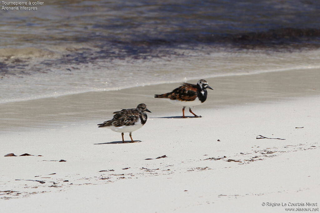 Ruddy Turnstone