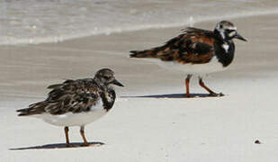 Ruddy Turnstone