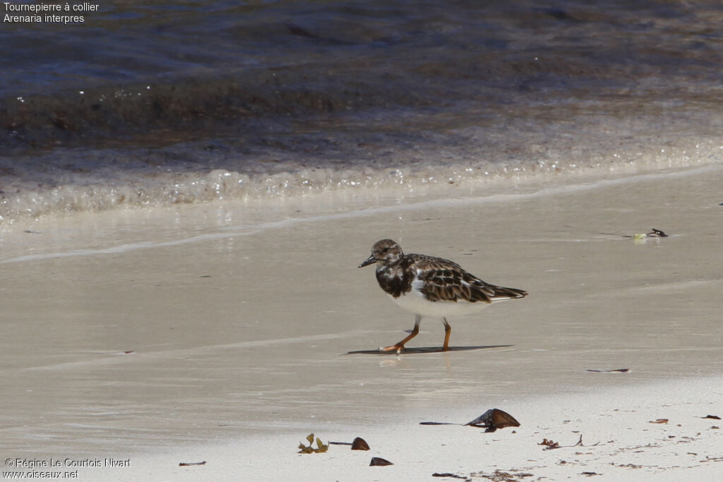 Ruddy Turnstone