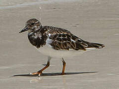 Ruddy Turnstone