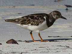 Ruddy Turnstone