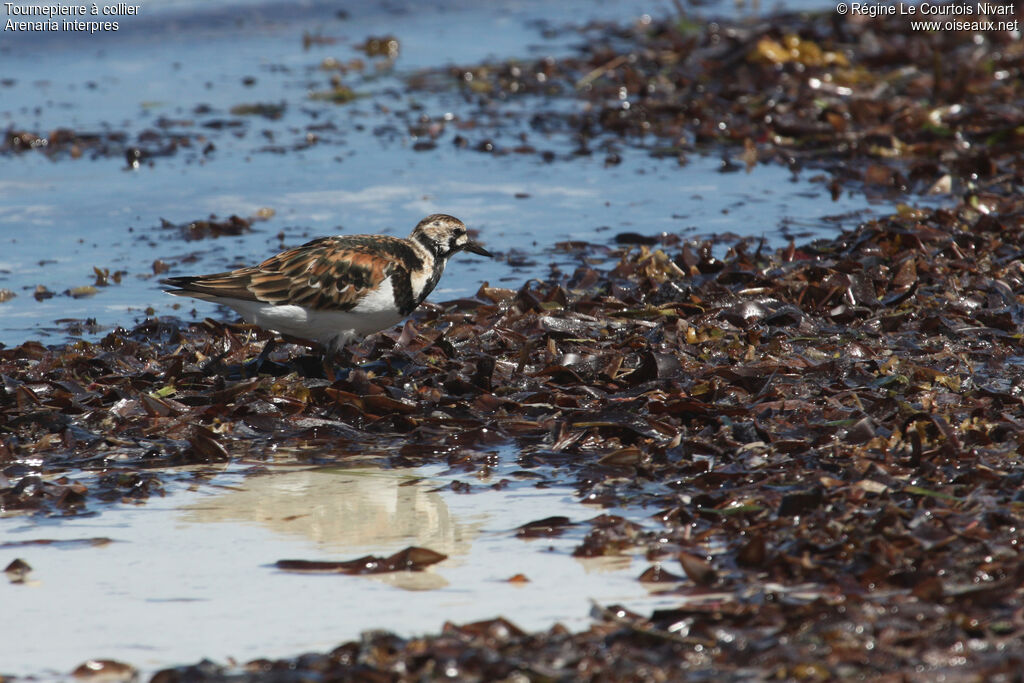 Ruddy Turnstone