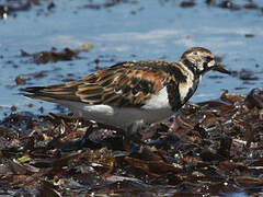 Ruddy Turnstone