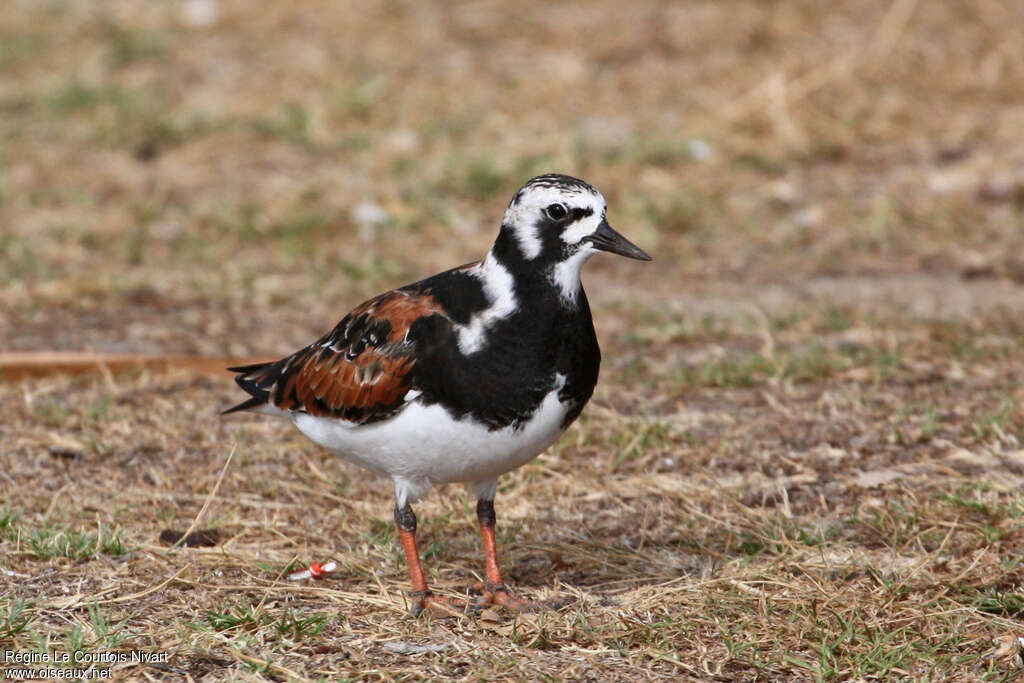 Tournepierre à collier mâle adulte nuptial, identification