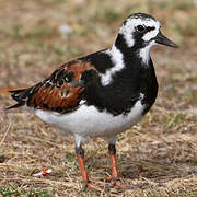 Ruddy Turnstone