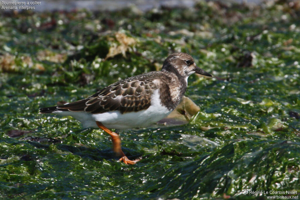 Ruddy Turnstone