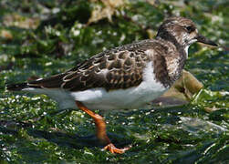 Ruddy Turnstone