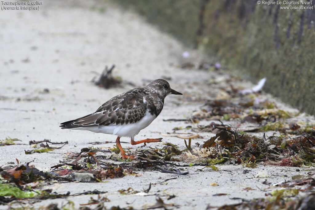 Ruddy Turnstone