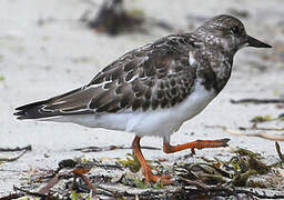 Ruddy Turnstone