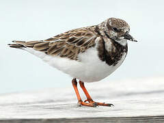 Ruddy Turnstone