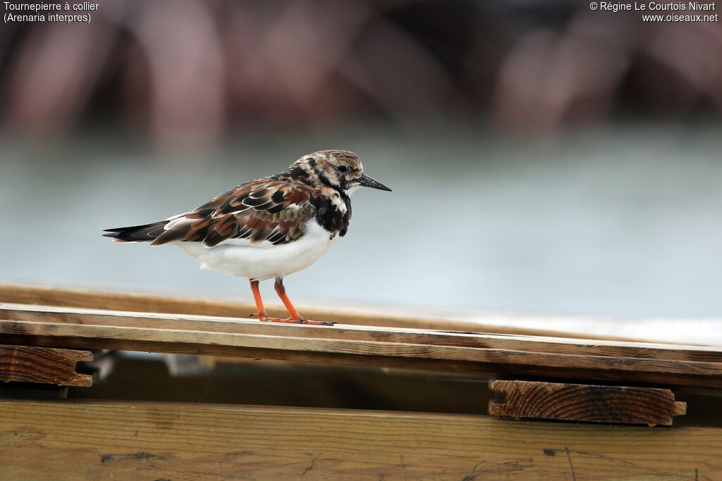 Ruddy Turnstone