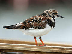 Ruddy Turnstone