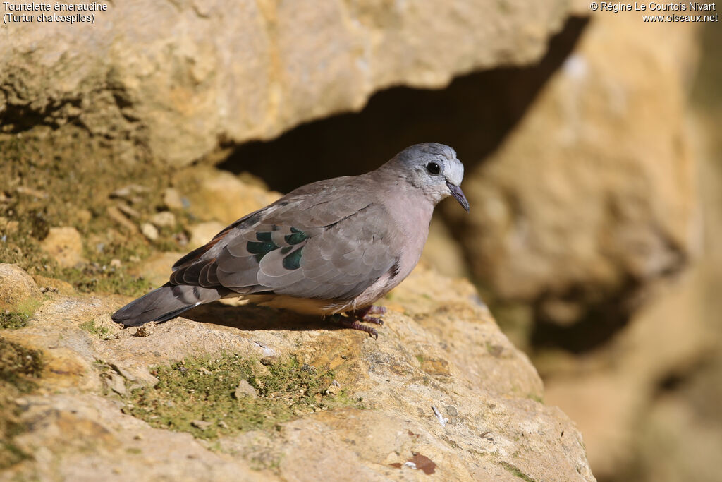 Emerald-spotted Wood Dove