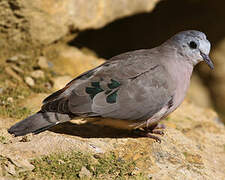 Emerald-spotted Wood Dove