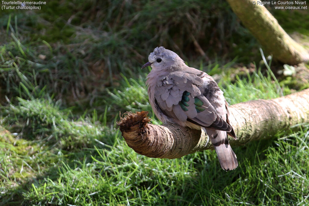 Emerald-spotted Wood Dove