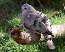 Emerald-spotted Wood Dove