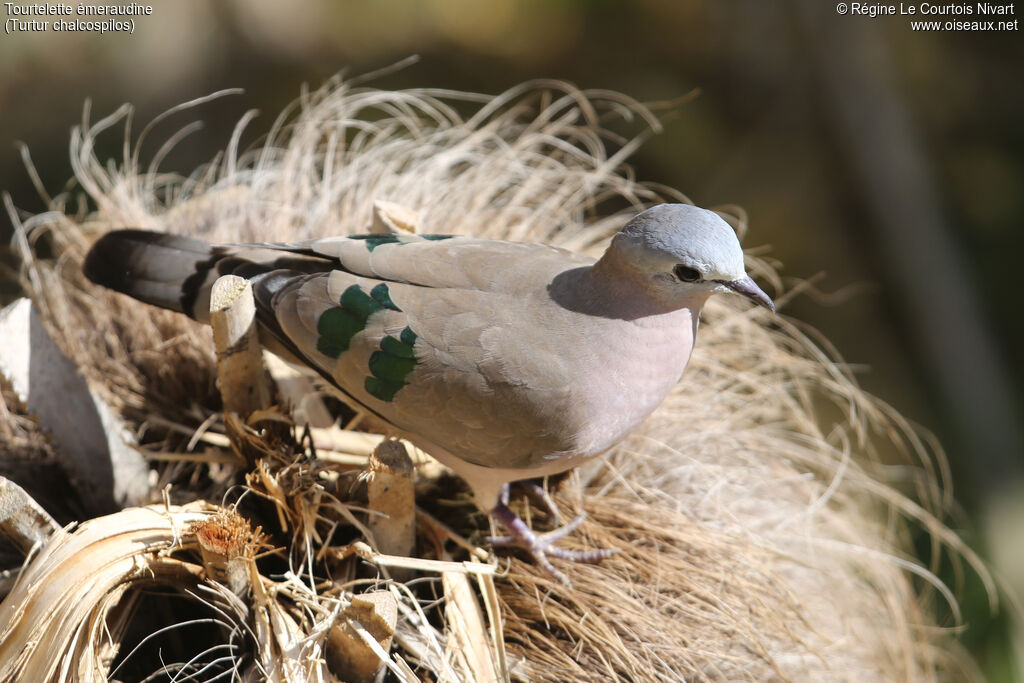 Emerald-spotted Wood Dove