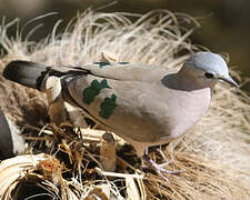 Emerald-spotted Wood Dove