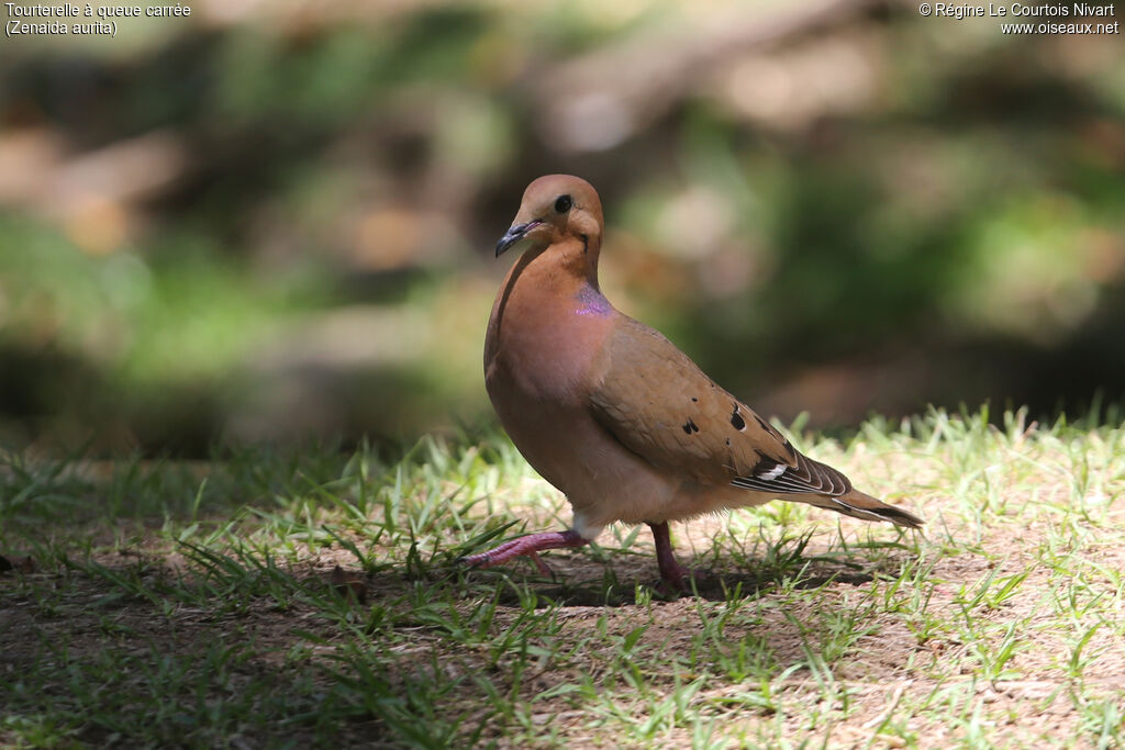 Zenaida Dove