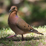 Zenaida Dove