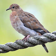 Zenaida Dove