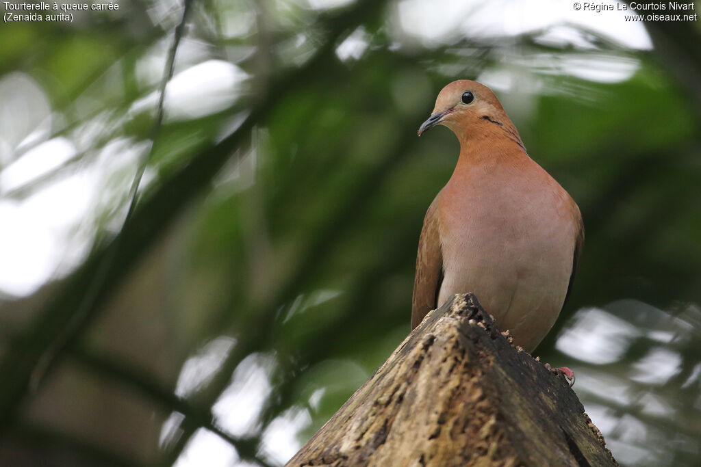 Zenaida Dove