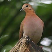 Zenaida Dove