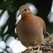 Zenaida Dove