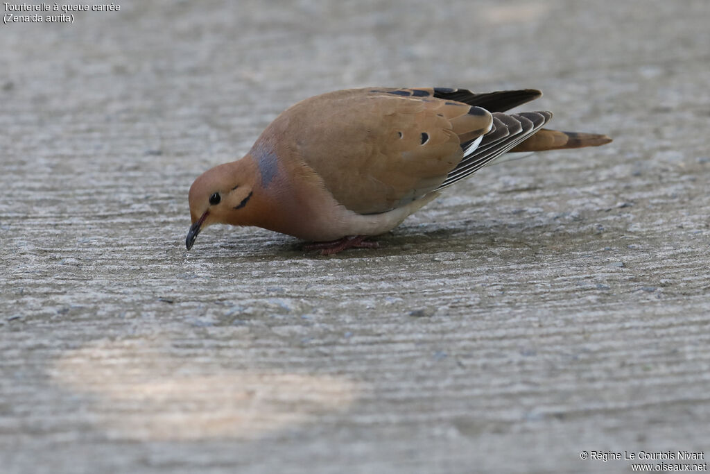 Zenaida Dove