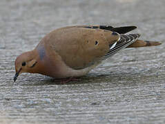 Zenaida Dove