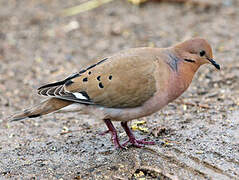 Zenaida Dove