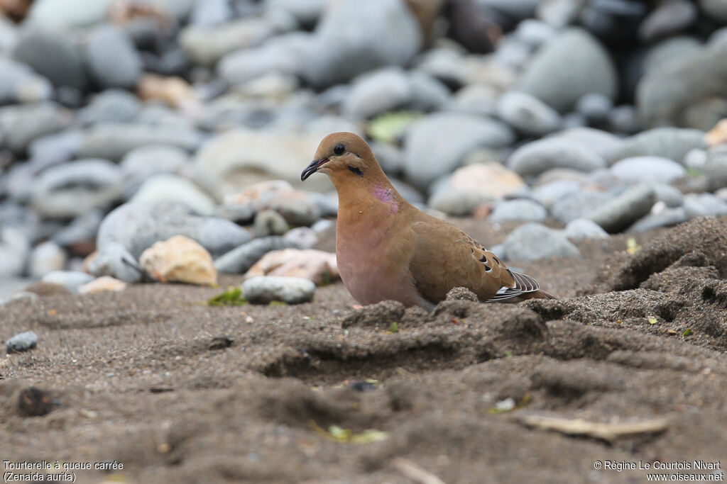 Zenaida Dove