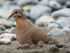 Zenaida Dove