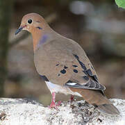 Zenaida Dove