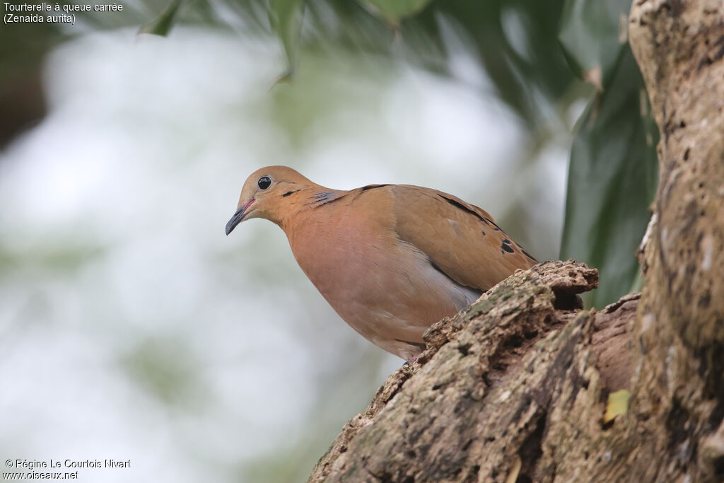 Zenaida Dove