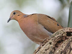 Zenaida Dove